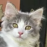 ノルウェージャンフォレストキャット