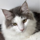 ノルウェージャンフォレストキャット