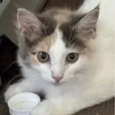 ノルウェージャンフォレストキャット
