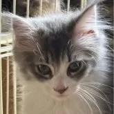 ノルウェージャンフォレストキャット