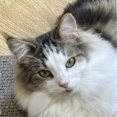 ノルウェージャンフォレストキャット