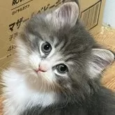 ノルウェージャンフォレストキャット