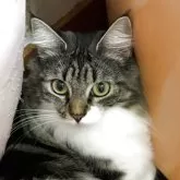 ノルウェージャンフォレストキャット