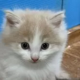 ノルウェージャンフォレストキャット