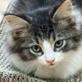 ノルウェージャンフォレストキャット