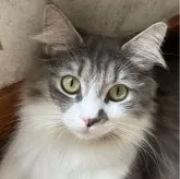 ノルウェージャンフォレストキャット