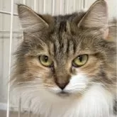 ノルウェージャンフォレストキャット