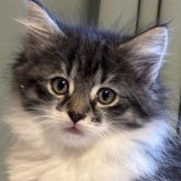 ノルウェージャンフォレストキャット