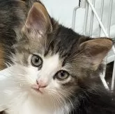 ノルウェージャンフォレストキャット