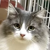 ノルウェージャンフォレストキャット