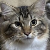ノルウェージャンフォレストキャット