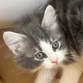 ノルウェージャンフォレストキャット