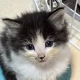 ノルウェージャンフォレストキャット