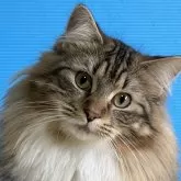 ノルウェージャンフォレストキャット