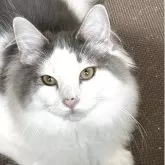 ノルウェージャンフォレストキャット