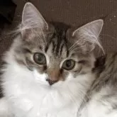 ノルウェージャンフォレストキャット