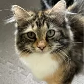 ノルウェージャンフォレストキャット