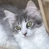 ノルウェージャンフォレストキャット