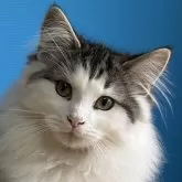 ノルウェージャンフォレストキャット【福島県・男の子・2025年8月9日・ブラウンマッカレルタビー&ホワイト】の写真1