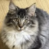 ノルウェージャンフォレストキャット