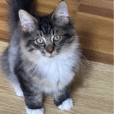 ノルウェージャンフォレストキャット