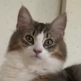 ノルウェージャンフォレストキャット