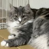 ノルウェージャンフォレストキャット