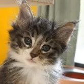 ノルウェージャンフォレストキャット