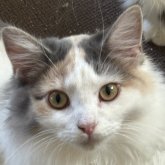 ノルウェージャンフォレストキャット