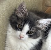 ノルウェージャンフォレストキャット