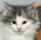 ノルウェージャンフォレストキャット