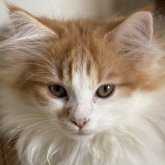 ノルウェージャンフォレストキャット