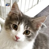 ノルウェージャンフォレストキャット