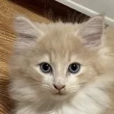 ノルウェージャンフォレストキャット