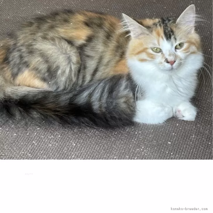 リアル羊毛フェルト猫 No.2 ノルウェージャン キャリコ Wool Sculpture