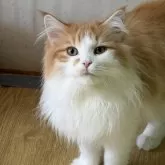 ノルウェージャンフォレストキャット【福島県・男の子・2025年8月7日・レッドタビー&ホワイト】の写真2