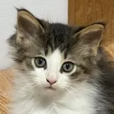 ノルウェージャンフォレストキャット【福島県・男の子・2025年10月5日・ブラウンタビー&ホワイト】の写真2