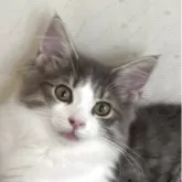 ノルウェージャンフォレストキャット【福島県・女の子・2025年3月15日・ブルータビー&ホワイト】の写真2