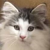 ノルウェージャンフォレストキャット【福島県・男の子・2025年8月9日・ブラウンタビー&ホワイト】の写真2