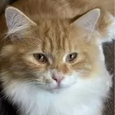 ノルウェージャンフォレストキャット【福島県・男の子・2025年3月13日・レッドクラシックタビー&ホワイト】の写真2