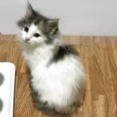 ノルウェージャンフォレストキャット【福島県・女の子・2025年10月5日・ダイリュートキャリコバン】の写真3