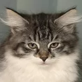 ノルウェージャンフォレストキャット【福島県・男の子・2025年9月13日・ブラウンマッカレルタビー&ホワイト】の写真3「少し眠たい」