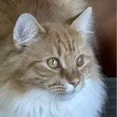 ノルウェージャンフォレストキャット【福島県・男の子・2025年3月13日・レッドマッカレルタビー&ホワイト】の写真4