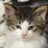 ノルウェージャンフォレストキャット【福島県・男の子・2025年10月5日・ブラウンタビー&ホワイト】の写真4「寝起きです」