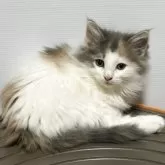 ノルウェージャンフォレストキャット【福島県・女の子・2025年10月5日・ダイリュートキャリコバン】の写真4