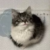 ノルウェージャンフォレストキャット【福島県・男の子・2025年9月13日・ブラウンマッカレルタビー&ホワイト】の写真4