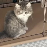ノルウェージャンフォレストキャット【福島県・男の子・2024年10月23日・ブルーマッカレルタビー&ホワイト】の写真4