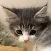 ノルウェージャンフォレストキャット【福島県・女の子・2025年9月13日・ブルーマッカレルタビー&ホワイト】の写真5