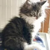 ノルウェージャンフォレストキャット【福島県・男の子・2025年10月3日・ブラックマッカレルタビー&ホワイト】の写真5