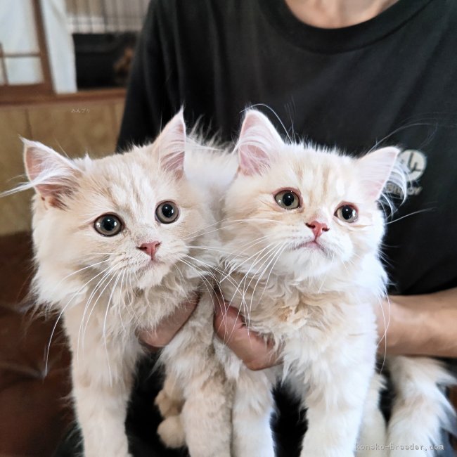 田口千代子ブリーダーのブログ：掲載していない猫ちゃん
